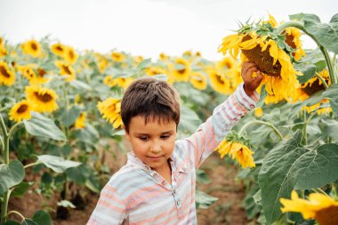 Yaz ayçiçeği tarlasında küçük sevimli bir çocuk. Mutlu çocuk yeşil tarlada ayçiçeği kokluyor. Ukrayna tarımı