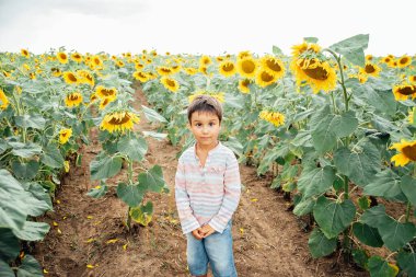 Yaz ayçiçeği tarlasında küçük sevimli bir çocuk. Mutlu çocuk yeşil tarlada ayçiçeği kokluyor. Ukrayna tarımı