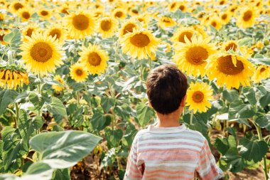 Yaz ayçiçeği tarlasında küçük sevimli bir çocuk. Mutlu çocuk yeşil tarlada ayçiçeği kokluyor. Ukrayna tarımı