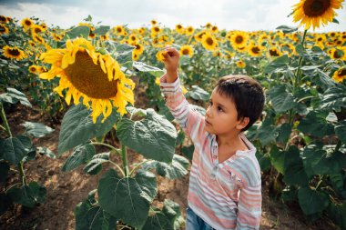 Yaz ayçiçeği tarlasında küçük sevimli bir çocuk. Mutlu çocuk yeşil tarlada ayçiçeği kokluyor. Ukrayna tarımı