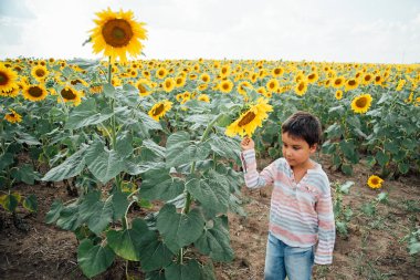 Yaz ayçiçeği tarlasında küçük sevimli bir çocuk. Mutlu çocuk yeşil tarlada ayçiçeği kokluyor. Ukrayna tarımı