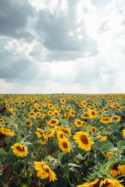 Bulutlu mavi gökyüzü olan ayçiçeği tarlası. Yaza kadar ayçiçekleri. Güzel yaz manzarası. Ukrayna tarımı.