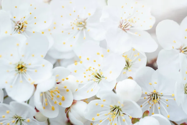 Tavaszi Háttér Fehér Virágokkal Napsugarakkal Virágzó Cseresznye Makró Ágak Lágy — Stock Fotó