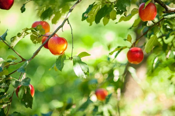 Mele Rosse Albero Giardino Raccolta Mele Copia Spazio Mela Biologica — Foto Stock