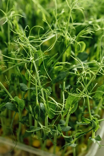 Microgroene Foliage Achtergrond Erwtenblad Kiemgroenten Ontkiemen Uit Hoogwaardig Biologisch Plantenzaad — Stockfoto