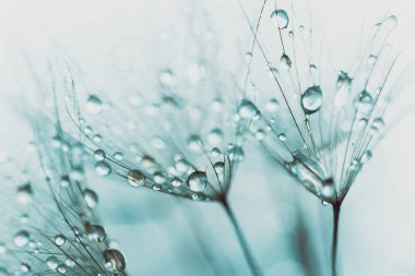 Gün batımında karahindiba. Dilek Özgürlüğü. Tohum makrosu yakın plan. Hoşça kal Summer. Umut ve rüya kavramı. Kırılganlık. İlkbahar. Su damlacıklarına odaklanın. Makro doğa. Güzel çiy damlaları