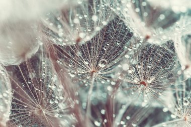 dandelion at sunset. Freedom to Wish. Seed macro closeup. Goodbye Summer. Hope and dreaming concept. Fragility. Springtime. soft focus on water droplets. Macro nature. Beautiful dew drops