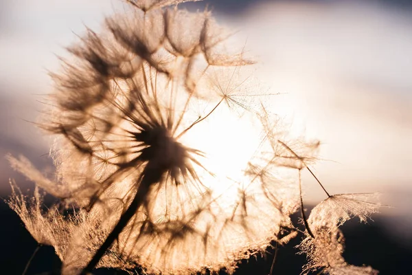 Pampeliška Při Západu Slunce Svoboda Přání Pampeliška Silueta Načechraný Květ — Stock fotografie