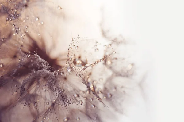 Makro Alam Embun Yang Indah Tetes Pada Tanaman Dandelion Makro — Stok Foto