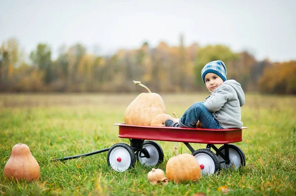 寒い秋の日にカボチャのパッチに幸せな小さな幼児の男の子 ハロウィーンや感謝祭のためのカボチャがたくさんあります 寒い秋の日のカボチャ畑の子供 — ストック写真