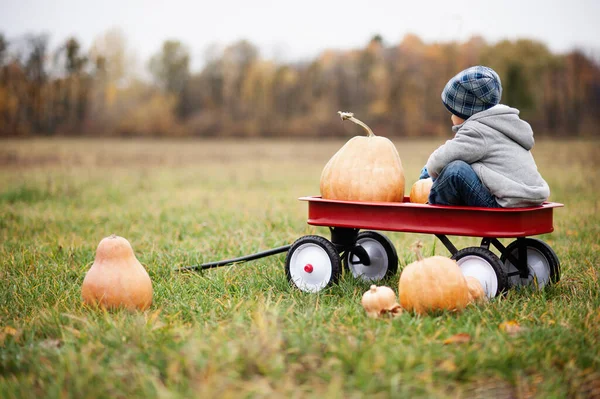 Otoño Cosecha Calabazas Orgánicas Manzanas Niño Feliz Parche Calabaza Frío — Foto de Stock