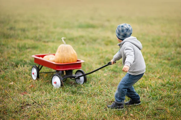 秋は有機カボチャとリンゴを収穫します 寒い秋の日にカボチャのパッチで幸せな少年 ハロウィンや感謝祭のためのカボチャの多くとカボチャ畑の子供たち — ストック写真