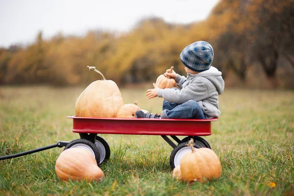 秋は有機カボチャとリンゴを収穫します 寒い秋の日にカボチャのパッチで幸せな少年 ハロウィンや感謝祭のためのカボチャの多くとカボチャ畑の子供たち — ストック写真