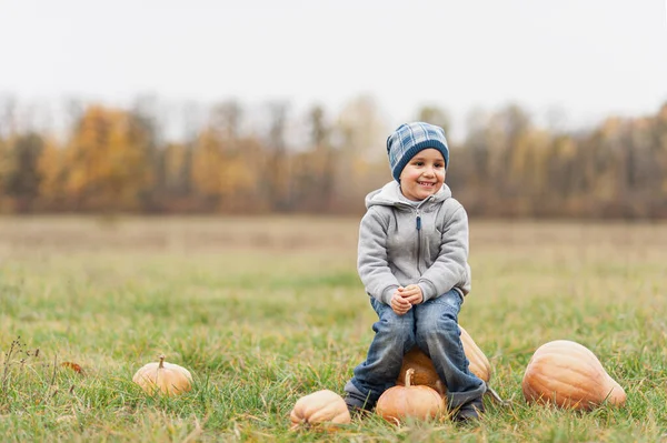秋は有機カボチャとリンゴを収穫します 寒い秋の日にカボチャのパッチで幸せな少年 ハロウィンや感謝祭のためのカボチャの多くとカボチャ畑の子供たち — ストック写真
