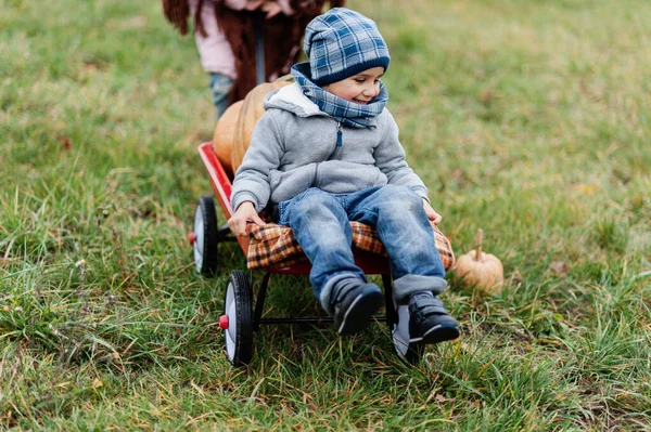 가을에는 유기농 사과를 수확합니다 가을에 아이들은 할로윈이나 마차를 호박을 가지고 — 스톡 사진
