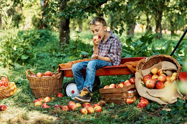 Enfant Avec Pomme Dans Verger Garçon Manger Des Pommes Biologiques Image En Vente