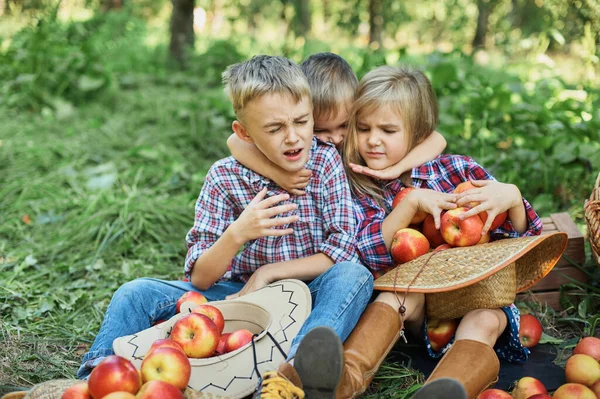 과수원에 아이들 입니다 과수원에서 유기농 애플을 먹는아이 수확의 가을에 과일을 — 스톡 사진