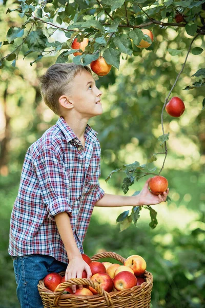 Дитина Збирає Яблука Фермі Восени Хлопчик Грає Дерев Яному Саду Ліцензійні Стокові Зображення