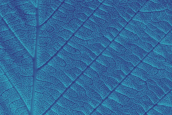 Macro Extraction Des Nervures Foliaires Bleu Tonique Lumière Soleil Matin — Photo