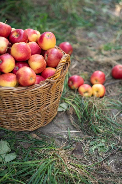 Apple harvest. Ripe red apples in the basket and in dark wooden crate on green grass on the green grass. Apple picking