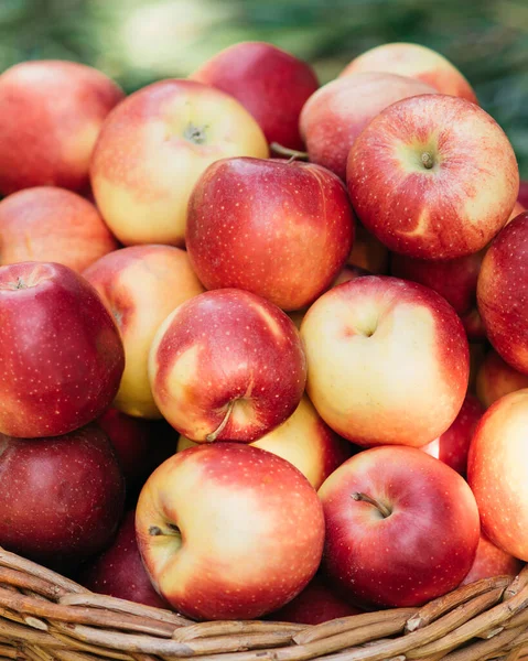 Elma Toplama Zamanı Olgun Kırmızı Elmalar Sepette Koyu Ahşap Sandıkta — Stok fotoğraf