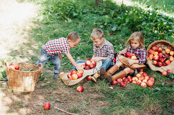Kinderen Met Apple Appelboomgaard Biologische Appel Eten Boomgaard Oogstconcept Tuin Rechtenvrije Stockafbeeldingen