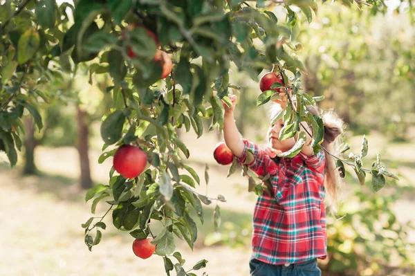 Child picking apples on farm in autumn. Little girl playing in tree orchard. Healthy nutrition. Cute little girl eating red delicious fruit. Harvest Concept. Apple picking.