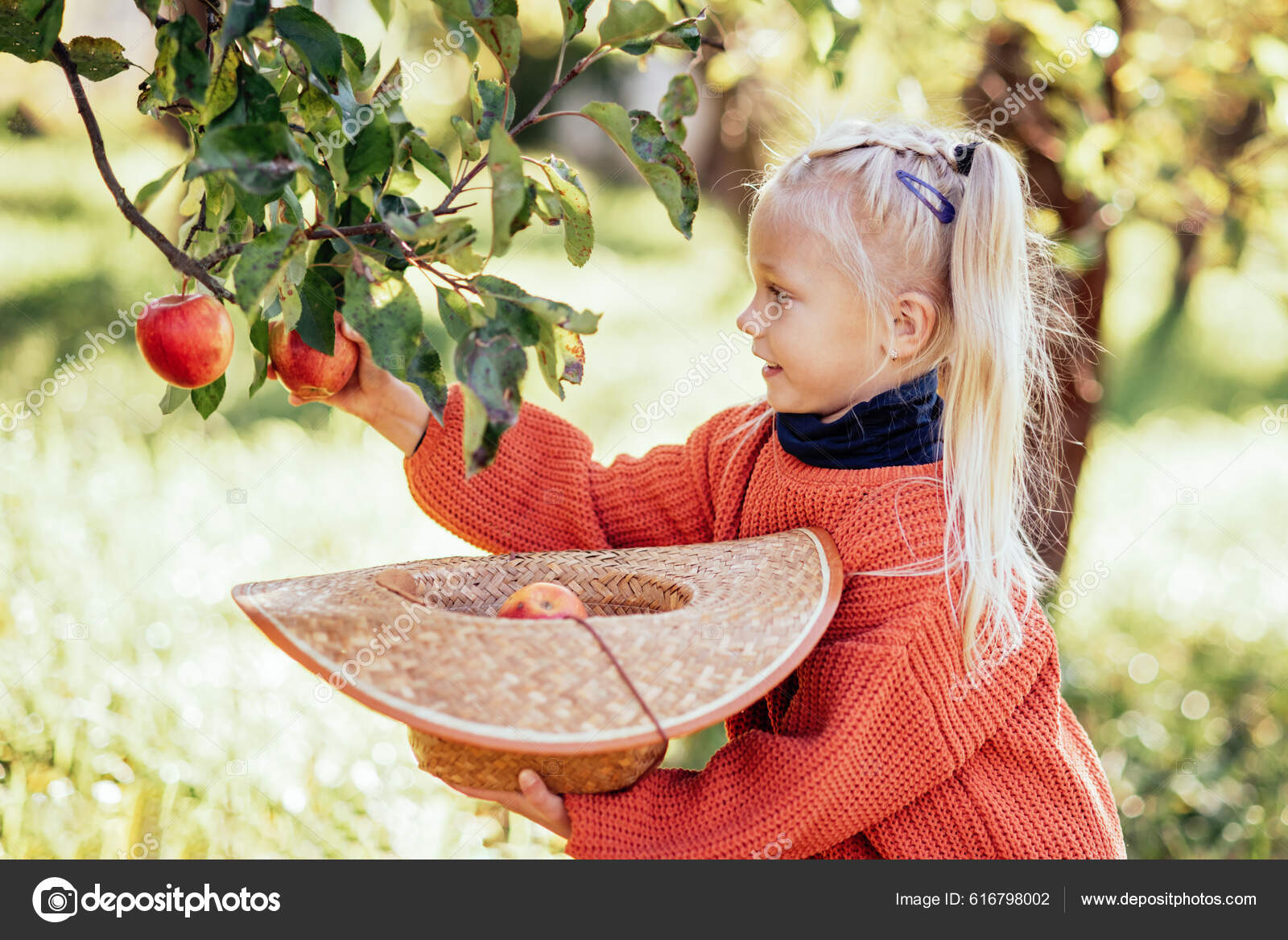 Herbst äpfel Pflücken