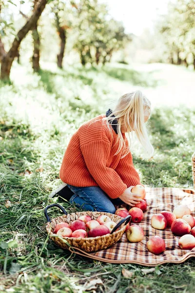 Anak Memetik Apel Pertanian Pada Musim Gugur Gadis Kecil Bermain — Stok Foto