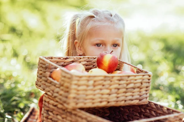 Child picking apples on farm in autumn. Little girl playing in tree orchard. Healthy nutrition. Cute little girl eating red delicious fruit. Harvest Concept. Apple picking.
