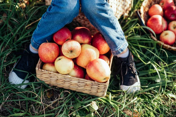 Niño Recogiendo Manzanas Granja Otoño Niña Jugando Huerto Árboles Nutrición — Foto de Stock