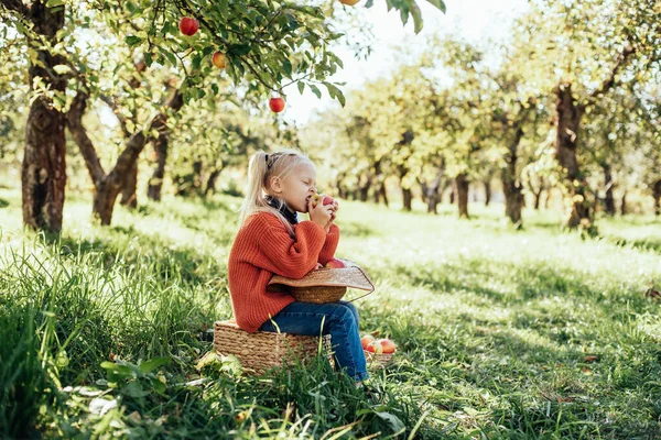 Child picking apples on farm in autumn. Little girl playing in tree orchard. Healthy nutrition. Cute little girl eating red delicious fruit. Harvest Concept. Apple picking.