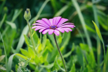 Odak dışı yeşil zemin üzerine menekşe çiçek