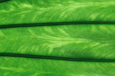 Arka plan için organik yaprak yeşil doku