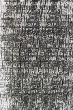 Gri ahşap ağaç kabuğu dokusu. Önden Görünüm