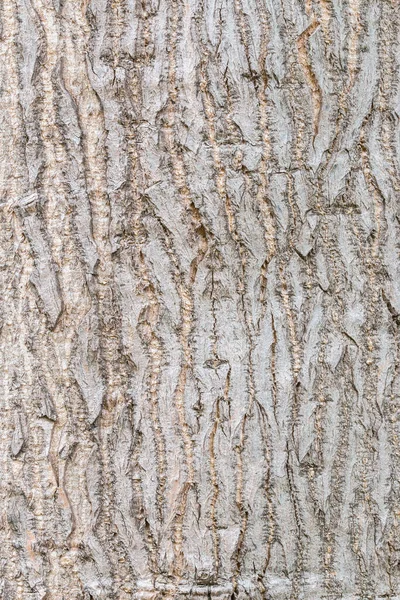 Tekstur Kulit Pohon Vertikal Dengan Warna Cahaya — Stok Foto
