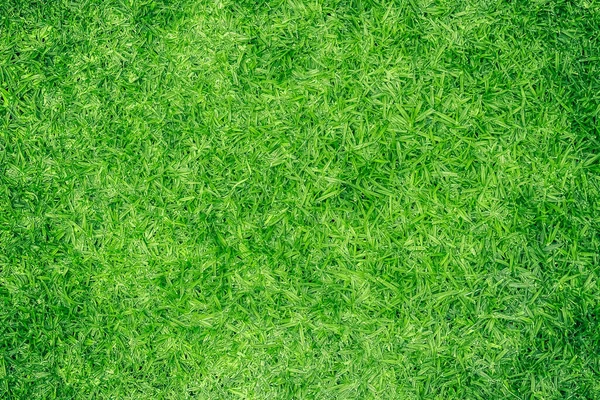Tekstur Latar Belakang Rumput Hijau Gambar Dari Tampilan Atas — Stok Foto