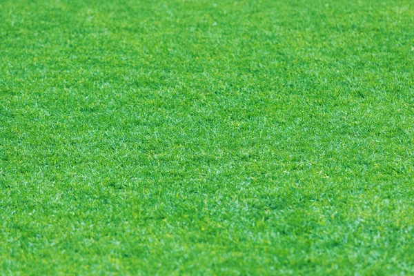 Green Grass Texture Field Chopped View — Stock Photo, Image