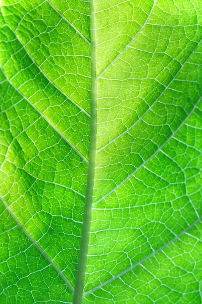 Зеленая Текстура Органического Листа Фона — стоковое фото