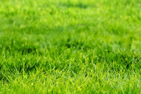 フィールドの緑の草のテクスチャです みじん切りビュー — ストック写真