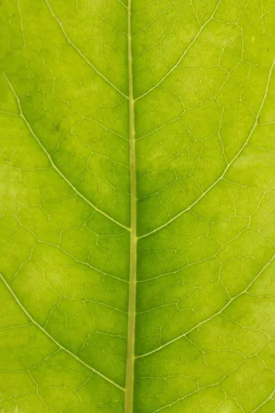 Texture Verte Des Feuilles Organiques Pour Les Fonds — Photo