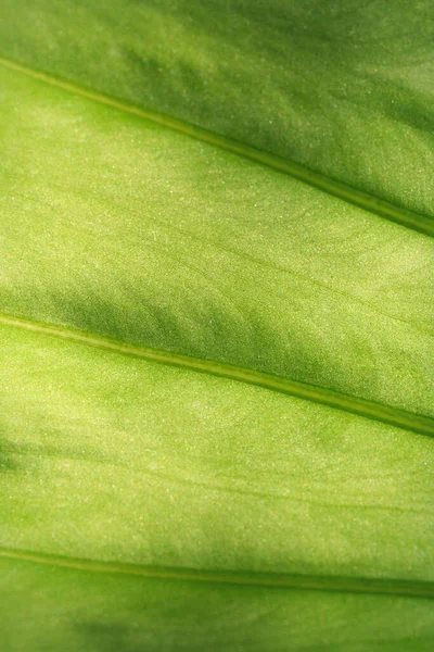 Зеленая Текстура Волнистых Листьев Вид Сверху — стоковое фото