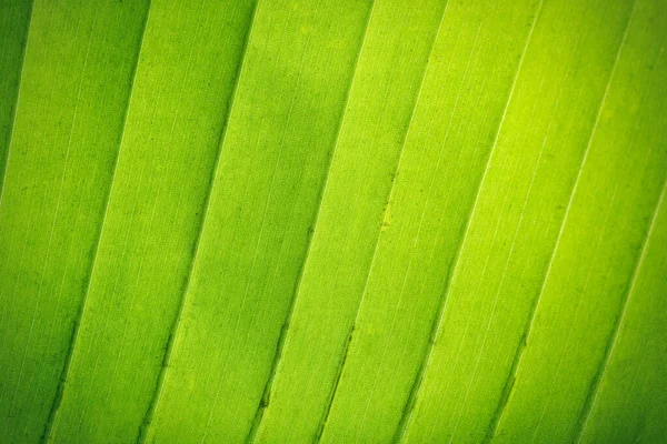 Hátterek Szerves Levél Zöld Textúra — Stock Fotó