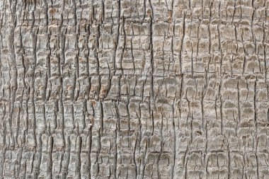 Ağaç kabuğu doku. Beyaz, kahverengi. Önden görünüm