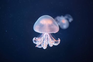 Bright jellyfish rhizostoma pulmo at the bottom of the sea. Seen from close up