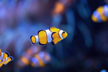 Clownfish - Tropical reef fish (Amphiprion ocellaris) Macro photography
