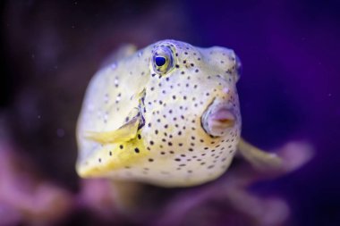 Denizde menekşe ve pembe arka planlı sarı balon balığı. Mercan resifinde tropikal