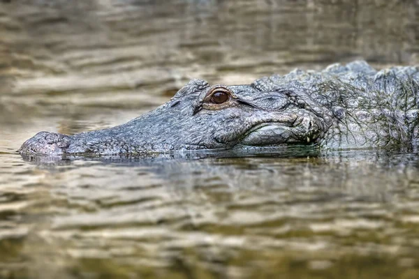 American alligator in the swamp water. Reflections in the surface of the water