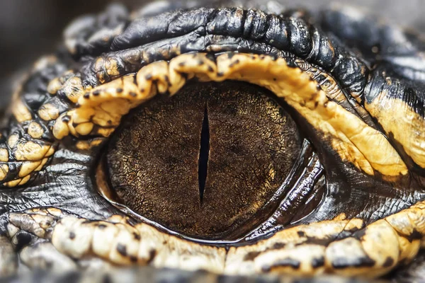 Oog Van Amerikaanse Kaaiman Heel Dichtbij Alligator — Stockfoto