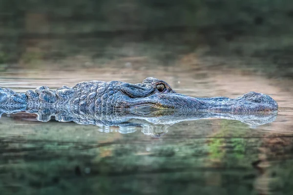 Αμερικανός Αλιγάτορας Κολυμπά Στο Ποτάμι Καϊμάν Και Κροκόδειλος — Φωτογραφία Αρχείου